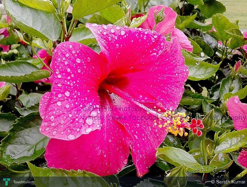 Refreshed-Shoe-Flower-66550.jpg