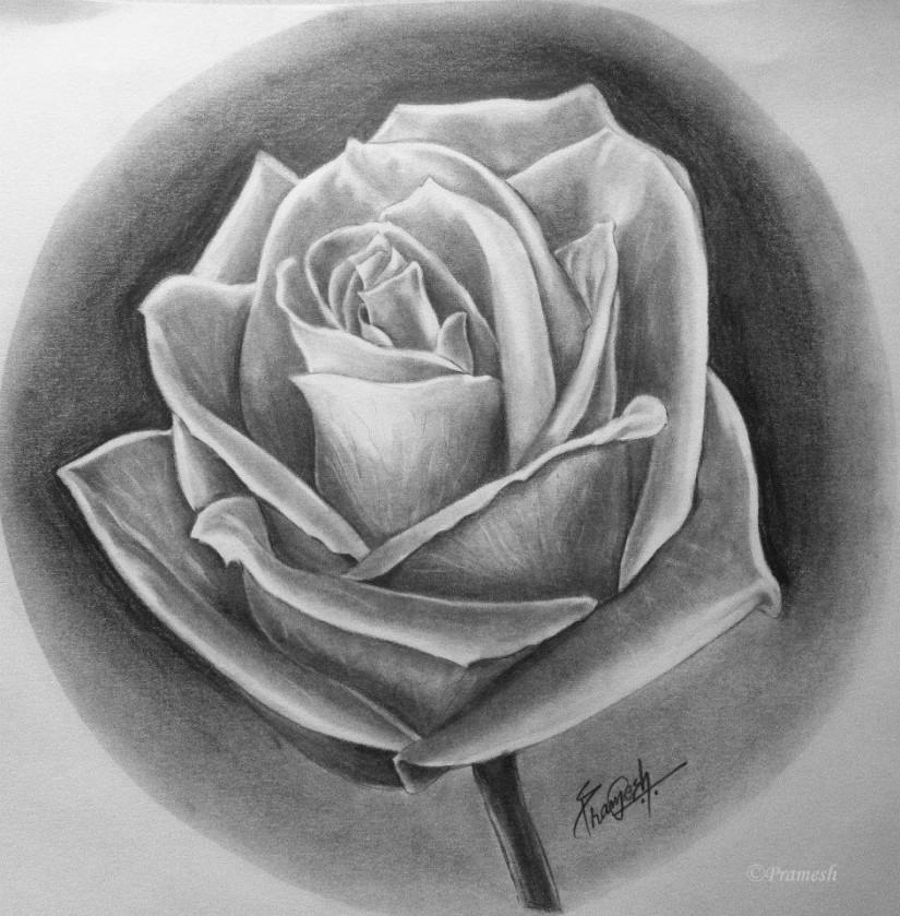roses deserve to be red sorry sketching pramesh roses deserve to be red sorry sketching pramesh