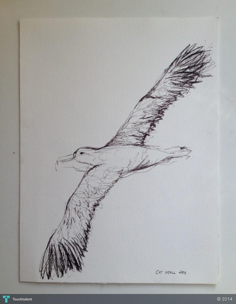 simple ink albatross sketching catherine laura j simple ink albatross sketching catherine laura j