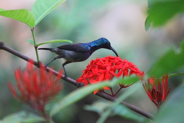 http://full.creative.touchtalent.com/sun-bird-extracting-honey-from-flower-721.jpg